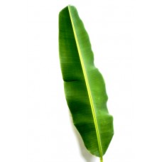 Banana Leaf - Green